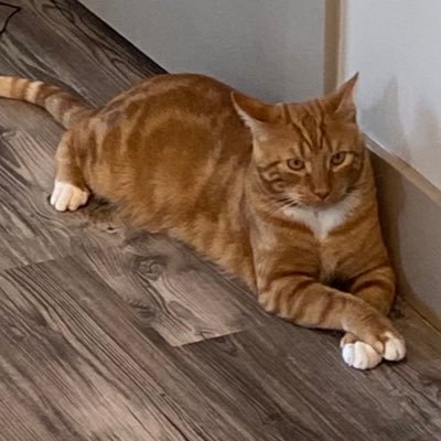 SaraSideliner's profile picture. 