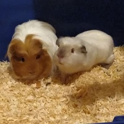 Just two chubby floofs supporting our piggie friends and hating on our hooms 😜