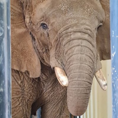 We are working to secure Ely's release from the Aragon Zoo in Mexico City and transfer to a sanctuary, where she can begin to heal, physically and mentally.