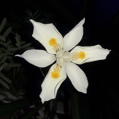 Filósofa de la Ciencia: Comunicadora de la Ciencia, Sistemas Complejos, Creatividad, IA, Jardines Etnobiológicos, Museos y Centros de Ciencia. Fan de T&Bö.