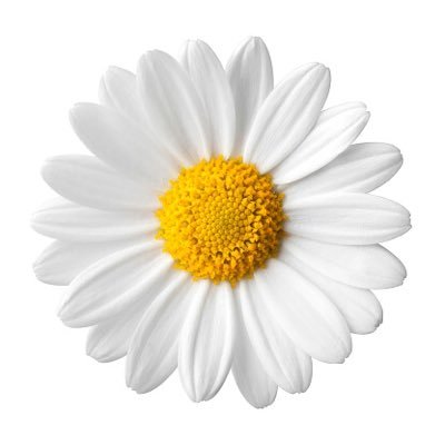kentucky_daisy Profile Picture