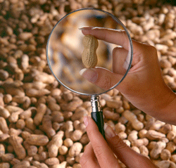 PeanutGenomeC