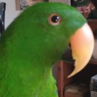 Steve's Love Tarot (Official) (@steveslovetarot) 's Twitter Profile