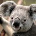 Koala930