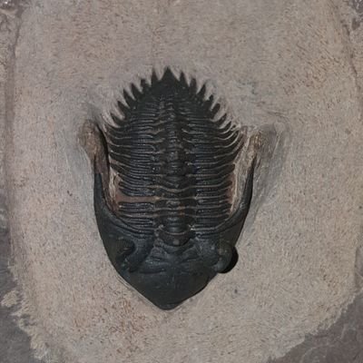 BammouLhoussayn's profile picture. Moroccan trilobit seller