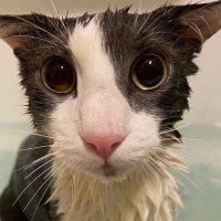 Soggy Cat Every Hour!(@SoggyCatHourly) 's Twitter Profile Photo