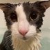 Soggy Cat Every Hour! (@SoggyCatHourly) Twitter profile photo