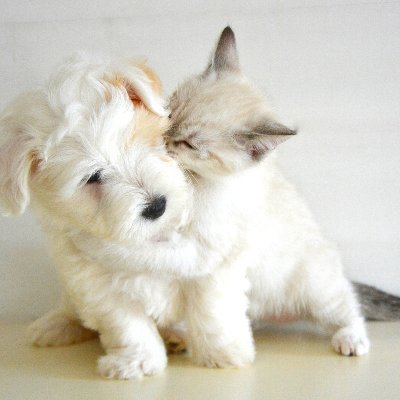 arararaki_'s profile picture. 情報収集垢／無言フォロー失礼します