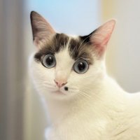 【毎日更新】保護猫/今日のはいく🐱 (@kyonohyke) 's Twitter Profile