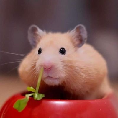 -さんのプロフィール画像