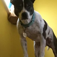 🐶 Gone 2 the dogs 🐶🇺🇦 (@fiona99530961) 's Twitter Profile Photo 🐶 Gone 2 the dogs 🐶🇺🇦 (@fiona99530961) 's Twitter Profile Photo