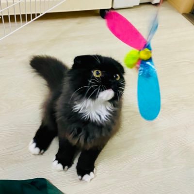ウナギネコのうなぎさんのプロフィール画像