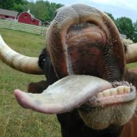 DollabullITM (@dollabull) Twitter profile photo