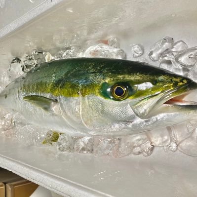daikitipanda's profile picture. 夢はマグロを釣る事です。今日も楽しくfishing🎣 ⭐︎釣りも編集も下手くそですがYouTubeやってます^ ^