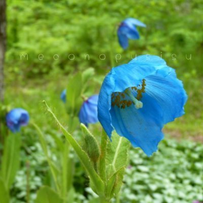 Miyablooming's profile picture. #英語手帳 #令嬢ダイエット部 #Japantimesalpha #スピード英文法 #flower #フルイズム #duolingo 英仏 #生け花 💐#モチタン 近頃はよく勉強してます