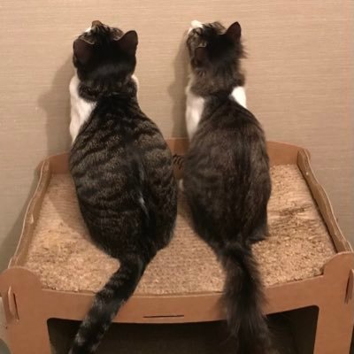 Fuuu_Neko's profile picture. 2021/5/15ラピ♀5/24ラズ♂ラペ♀ママ猫アル無事保護できました🥰 無言フォロー歓迎です🙌猫好きさんと繋がりたい🐈💕 2023/5/24迷子猫へむを保護→その後飼い主さんが見つかり話し合いの結果我が家でお迎えすることに✨現在5にゃんです😸