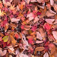 Hatice Aynur (@haticeaynurr) Twitter profile photo