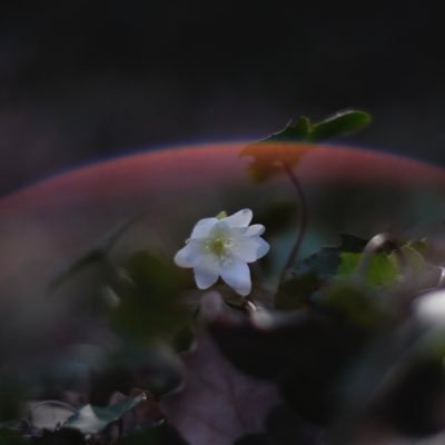 guillermofmur's profile picture. 