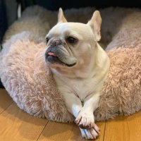 ゆうちゃん 🧸🐶ちぇろった (@yuran27) Twitter profile photo