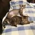 Maya_thecat 🇺🇦 (@thecat_maya) Twitter profile photo Maya_thecat 🇺🇦 (@thecat_maya) Twitter profile photo