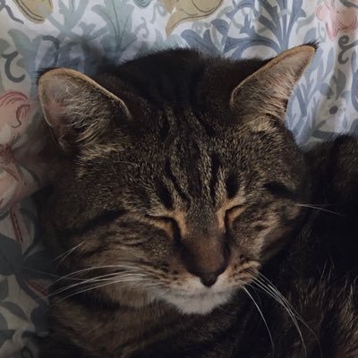 thecatsmother51's profile picture. 