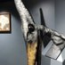 Dudley Museum at the Archives (@dudleymuseum) Twitter profile photo