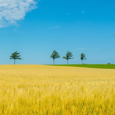 alhijazi2004's profile picture. 