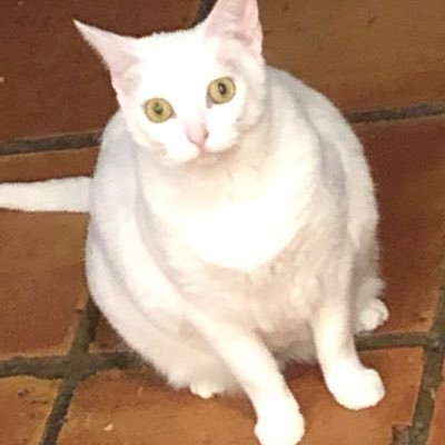 dophie_01's profile picture. VOTE HARRIS/WALZ  💙 🌈, BLM, ❤️Animals, ❤️ Hail Purdue,❤️FIU PRO CHOICE, NO GUNS, NO DMs, VOTE ALL 💙🌊🌊