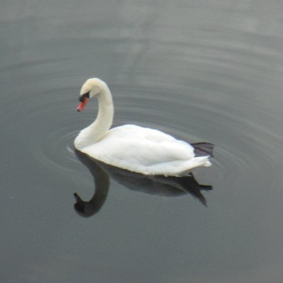 Eric_the_kng's profile picture. I am just me