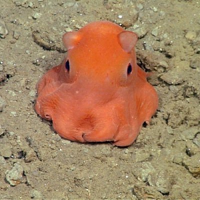 Je suis un poulpe qui tweet 🐙 J’adore bcp de choses mais je n’aime pas les gens fermés, méchants calamars 🦑 PS : l’humour c’est important dans l’océan
