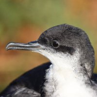 Skomer Island(@skomer_island) 's Twitter Profile Photo