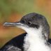 Skomer Island (@skomer_island) Twitter profile photo