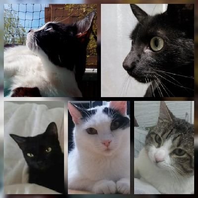 anaroncal1's profile picture. Nadie va a morir por lo que yo quiera comer. Veganismo es respeto. Antiespecismo es justicia. Vegana. Feminista. Republicana. Atea
❤️💛💜♀️