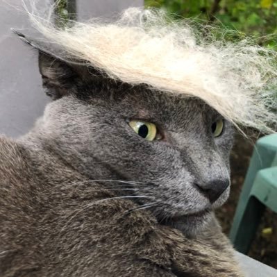 S_Tweetman's profile picture. he/him