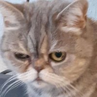 Kitty Killerblick 😔💔🌈 (@kkillerblick) 's Twitter Profile