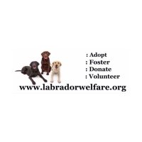 Labrador Welfare (@labradorwelfare) 's Twitter Profile Photo Labrador Welfare (@labradorwelfare) 's Twitter Profile Photo