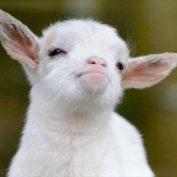 BaconR6s (@baconr6_) 's Twitter Profile