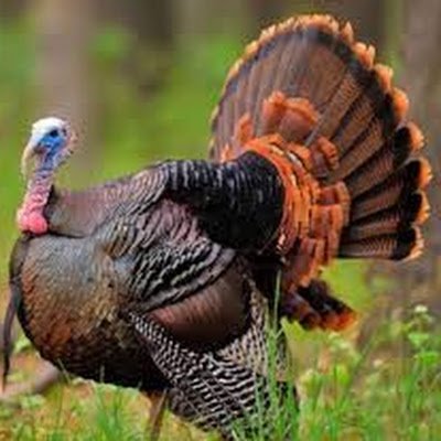 @TurkeyHunter15