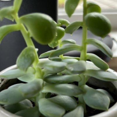 Rusty2550's profile picture. casual investor