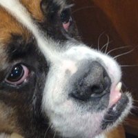 Gilbert (@treepteep) 's Twitter Profile