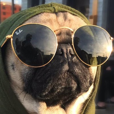 Australian bred shitposter and host of the late night parody show The Poz Show, channel linked below.