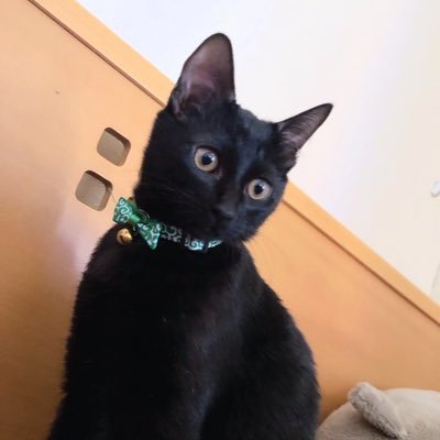 🐈‍⬛ むぎ♂黒猫 /2019.8.9誕生/ 上品でミステリアス/🐈‍⬛いっちゃん♀黒トラ猫 /2021/8/10/ ヤンチャでむぎに一途/ 黒猫達の成長日記🐾