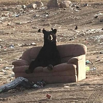 falsotodo's profile picture. protohistoriador - caótico neutral