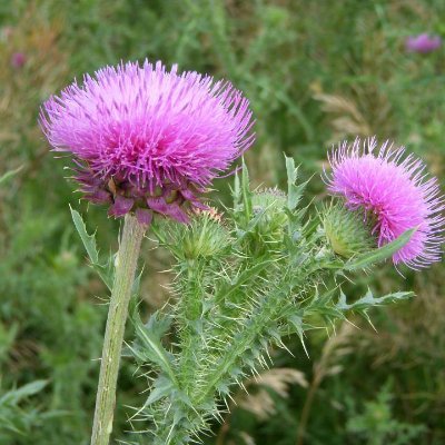 The Weed Authority's responsibility is to carry out Nebraska Noxious Weed Control Act, along with the administration of the City of Lincoln Weed Abatement