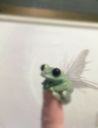 filip_pabis's profile picture. frogs are fun