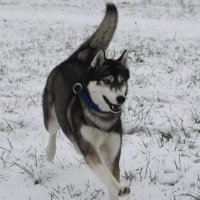 Adam (@sachadam) 's Twitter Profile