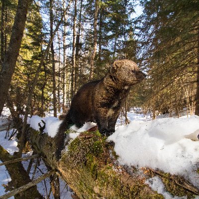 Wildlife biologist with @NYSDEC and adjunct faculty in the Department of Environmental Biology @sunyesf. @AIMcameratrap coordinator and @NEWildNet collaborator.