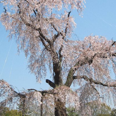 青少年期は温暖な但馬牛の里@照来盆地で青少年期を過ごし、卒業後は電機会社でエンジニアとして日本の高度成長期を過ごし、社会人後半は工場管理系の仕事で中国の高度成長期を過ごし、2021年末に日本に帰国。
現在の老後の生活は、世界に目を向け、真実を求め、【自律調和型社会】を目指し、今年自己のHP【地方開拓最前線】を開設した。