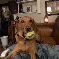 Susan Debevec (@susan_debevec) 's Twitter Profile