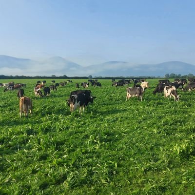 cows beef and tillage in South Tipp